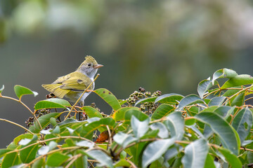 White-bellied Erpornis bird perched in a tree
