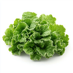 Fresh green lettuce with crisp leaves isolated on white background