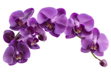 Obraz na płótnie Canvas a purple orchid flowers branch with buds , isolated on a white background, PNG