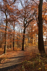 Laubwald im Spätherbst bei strahlendem Sonnenschein