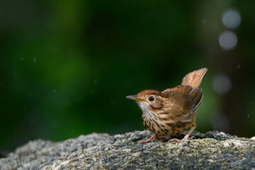 Puff-throated Babbler 