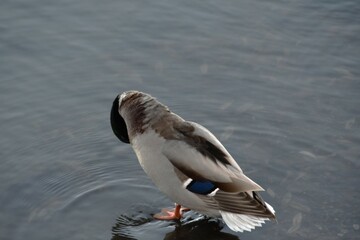 A mallard is standing at the seaside in sunny autumn day.