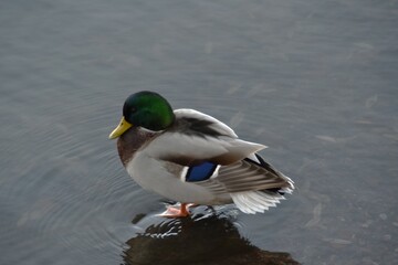 A mallard is standing at the seaside in sunny autumn day.