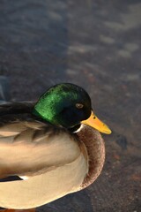 A mallard is standing at the seaside in sunny autumn day.