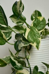 close up of green and white leaf on a house plant 