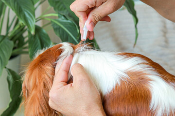 A man drops insectoacaricidal drops from a pipette onto the dog s withers. Protecting pets from...