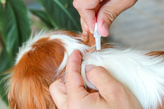 Close-up The owner drops drops from a pipette onto the dog's withers. Protecting pets from parasites. Medicines for animals