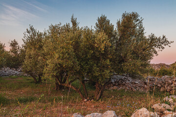olive trees on the island of Krk, in the town of Krk of the same name