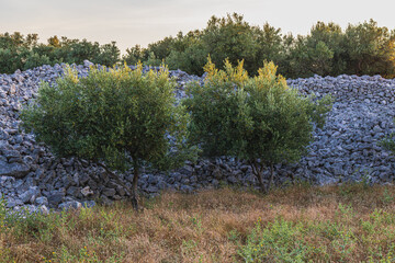 olive trees on the island of Krk, in the town of Krk of the same name