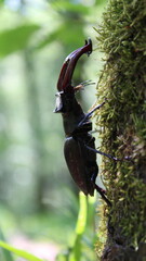 Hirschkäfer auf einem Baum