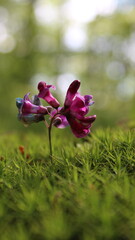 Blume im Wald 