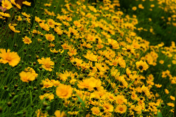 golden wave flowers on the hill
