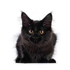 Expressive solid black Maine Coon cat kitten, laying down facing front. Looking straight to camera. Isolated on a white background.