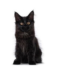 Expressive solid black Maine Coon cat kitten, sitting up facing front. Looking straight to camera....
