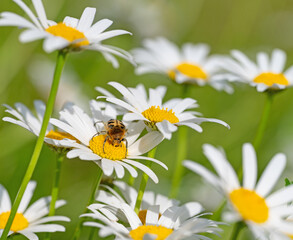 Obraz premium Margeritenblüte mit einer Honigbiene in einer Nahaufnahme