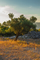 Old olive trees early in the morning between large stones on the Adriatic coast
