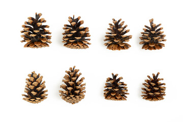 Two rows of pine cones on white background