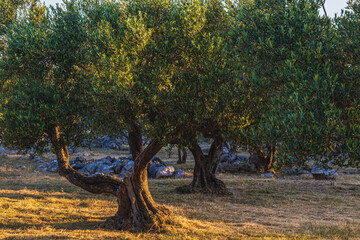 Old olive trees early in the morning between large stones on the Adriatic coast