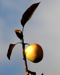 Apple Upstate New York
