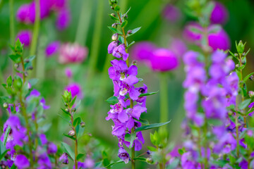 パープルのアンゲロニアの美しい花