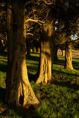 Calatañazor juniper forest in Soria at sunset, Castilla y Leon, Spain.