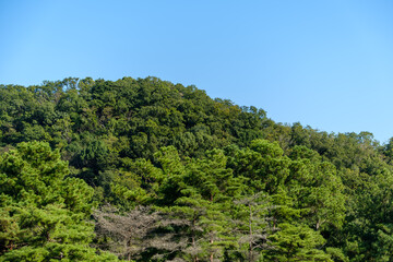 青空と緑が広がる夏の森林風景