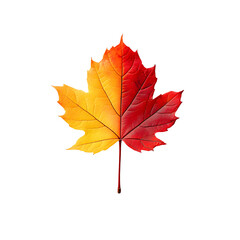 Fototapeta premium Vibrant autumn maple&nbsp;leaves displaying red and yellow&nbsp;gradients on&nbsp;white background, featuring&nbsp;natural textures and sharp&nbsp;details through macro photography with&nbsp;studio lighting.