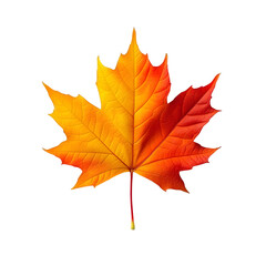Obraz premium Vibrant autumn maple&nbsp;leaves displaying red and yellow&nbsp;gradients on&nbsp;white background, featuring&nbsp;natural textures and sharp&nbsp;details through macro photography with&nbsp;studio lighting.