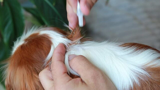 Close-up The owner drops drops from a pipette onto the dog's withers. Protecting pets from parasites. Medicines for animals