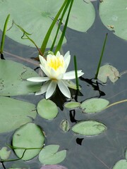 white water lily