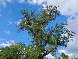 tree and sky