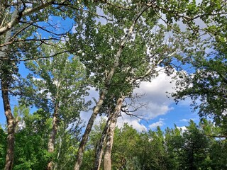 tree and sky