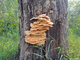 mushrooms on tree