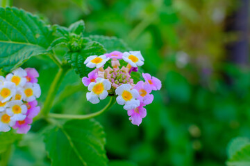 ランタナのカラフルな花
