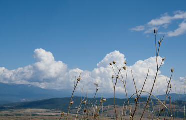 Dry wild plants against a backdrop of mountains and white airy clouds in sunny weather.