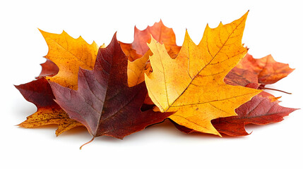 Autumn Leaves: Vibrant Colors of Fall Season