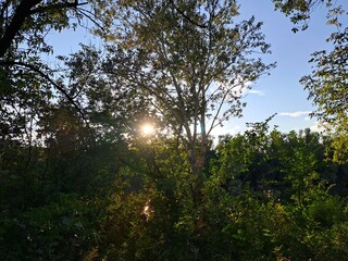 sun through trees