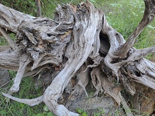 roots of a tree