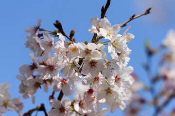 東京都内の満開の桜のクローズアップ