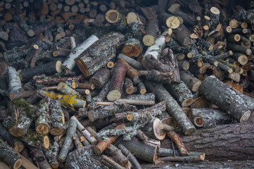 A large pile of sawn trees lies in a barn.