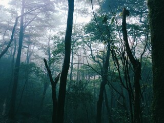 怖い雰囲気の、人が滅多に訪れない山奥の森
