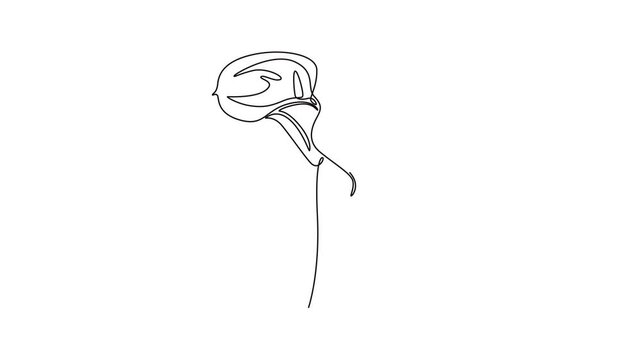 Animated self drawing of continuous line draw of beauty fresh arum lily for wall home decor poster art. Printable decorative zantedeschia flower for green park icon. Full length single line animation