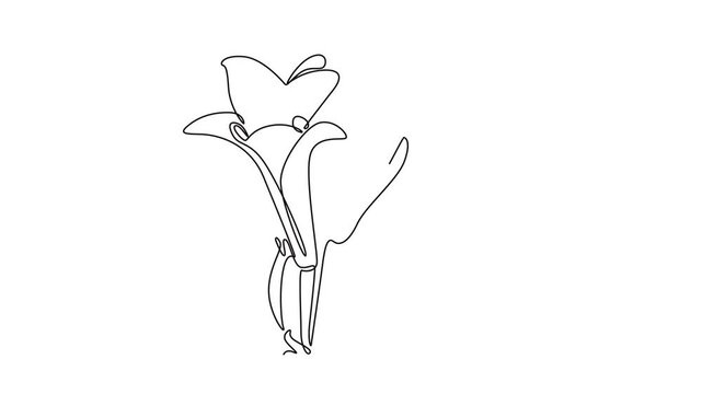 Animated self drawing of continuous line draw beauty fresh zantedeschia for home wall decor print. Printable decorative arum lily flower for wedding invitation card. Full length single line animation