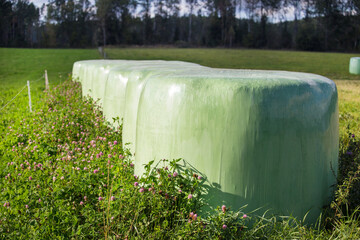 Rolls of hay in agrofilm on the field.