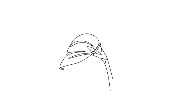 Animated self drawing of continuous line draw of beauty fresh arum lily for garden logo. Printable decorative zantedeschia flower concept for home wall decor poster. Full length single line animation