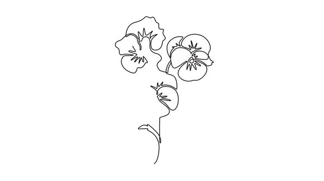 Animated self drawing of continuous line draw beauty fresh viola hybrid plant for wall art home decor poster. Printable decorative pansy flower greeting card ornament. Full length one line animation
