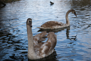 A young swan floating on a calm lake, surrounded by rippling water