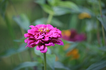 Pink autumn flower in nature.
