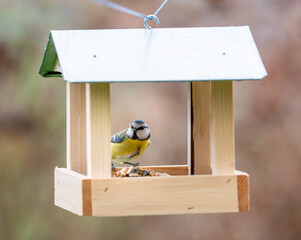 A charming image of a Eurasian blue tit (Cyanistes caeruleus) perched in a wooden bird feeder, eating seeds during the winter season, highlighting bird feeding traditions