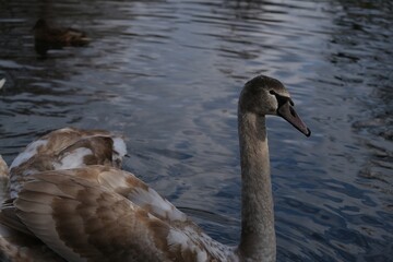 A young swan floating on a calm lake, surrounded by rippling water